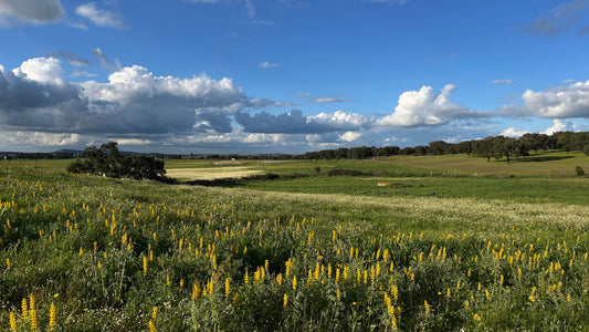 To fall in love with your solitude... I moved to the Portuguese countryside